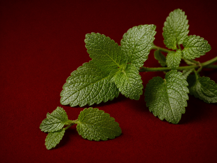 Lemon Balm Extract